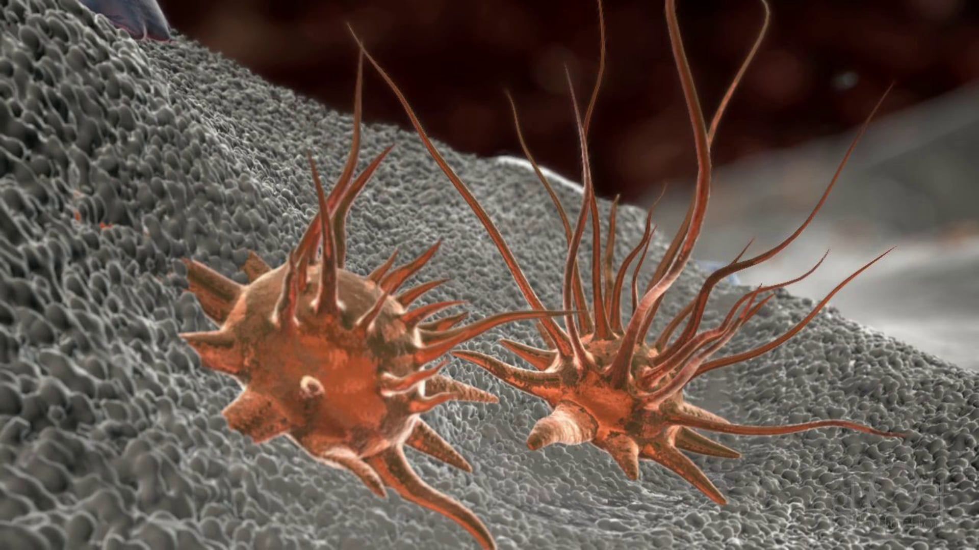 Biomatlante, MBCP Synthetic Bone Graft Substitute, orthopedics, animation, cellular level, mesenchymal stem cells, osteoblasts, bone growth, regeneration, technology, game-changer, medicine, Ghost Productions, expert animation, search engines, potential customers.