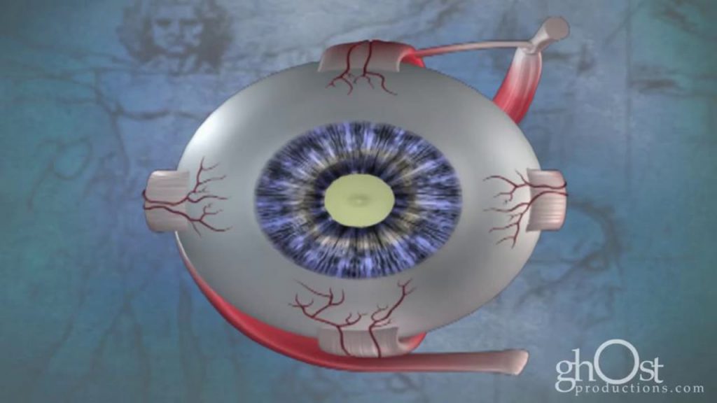 eyeball medical illustration rendering
