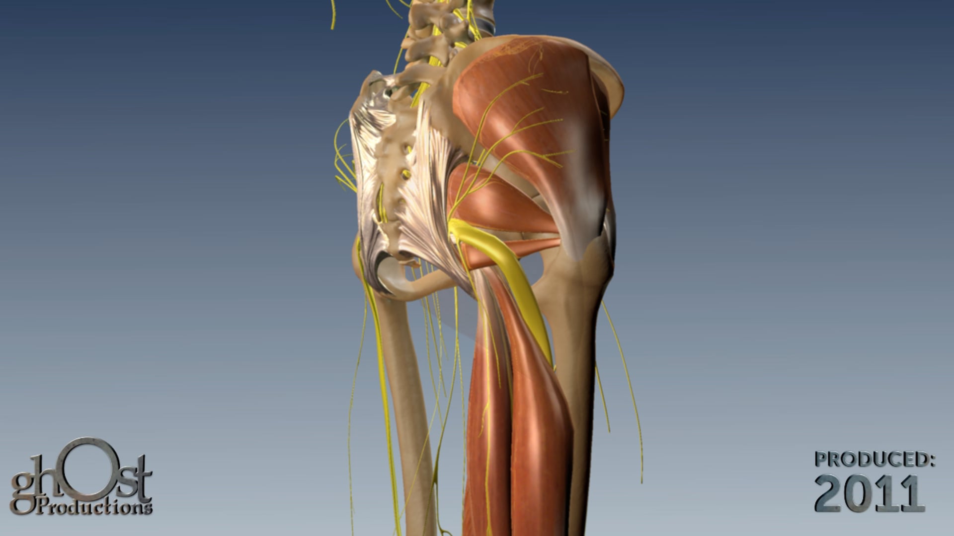 SI-Bone, medical device company, Ghost Productions, visually stunning, medically accurate, animation, sacroiliac joint, connective tissue, muscle, nerve endings, valuable tool, medical professionals, patients, clear understanding, anatomy, function, important joint, orthopedics, pain management, innovative products, treating sacroiliac joint dysfunction, attention to detail, focus on medical accuracy, valuable resource.