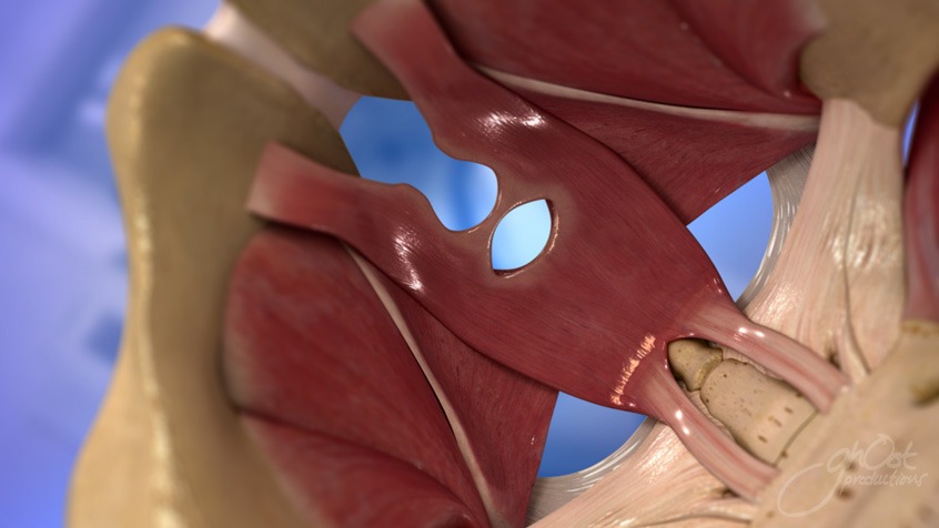 Urology, medical diagram, diagnosis, urinary system, anatomy, function, medical professionals, treatment, accuracy, attention to detail, medical practice, Precision in Practice, Ghost Medical Animation, VR Surgery.