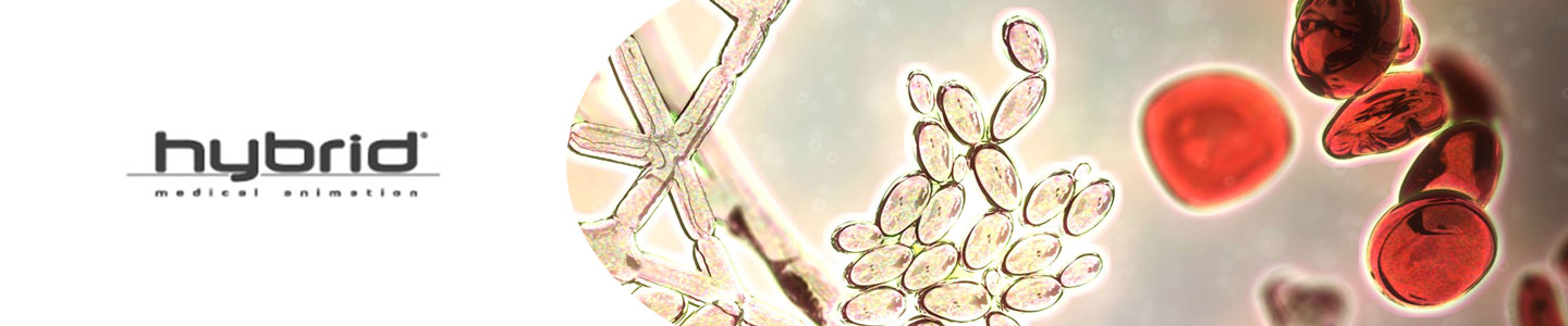 Hybrid Medical Animation in the best surgical animation studios in 2023