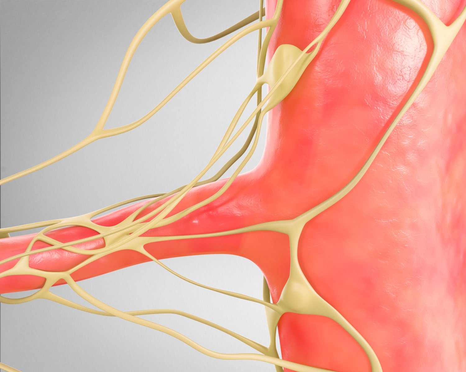 the insertion of a small flexible catheter into the artery supplying the kidney, ready to deliver therapeutic ultrasound energy to the surrounding tissue.